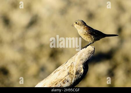 Lanius sénateur - la crevette commune est une espèce d'oiseau de passereau. Banque D'Images