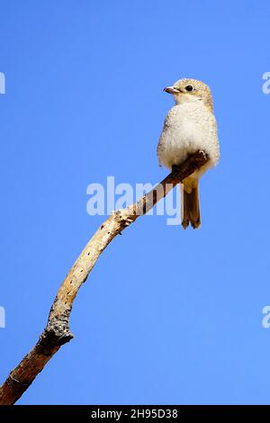 Lanius sénateur - la crevette commune est une espèce d'oiseau de passereau. Banque D'Images