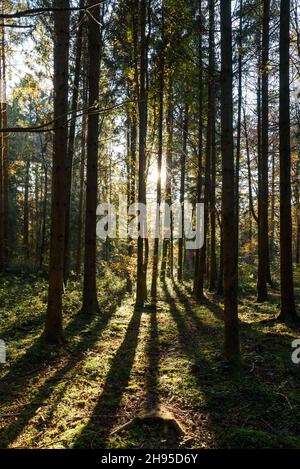 Plan vertical du soleil qui brille à travers les grands arbres de la forêt en Suisse Banque D'Images
