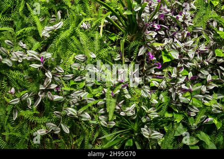 Détail d'un mur vert, ou jardin vertical, avec fougères et errants juifs à l'intérieur de l'Aquarium de Gênes, le plus grand en Europe, Ligurie, Italie Banque D'Images