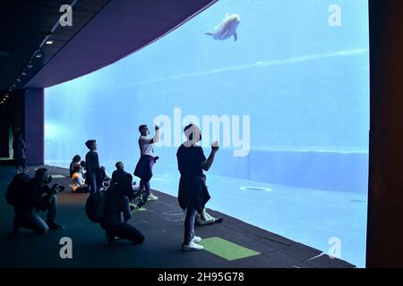 Les visiteurs admirent la piscine des dauphins à l'intérieur de l'aquarium de Gênes, le plus grand d'Europe, Ligurie, Italie Banque D'Images