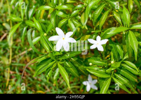 Fleur de jasmin des Philippines.Fleur de jasmin pétale blanche isolée sur fond de feuilles vertes. Banque D'Images