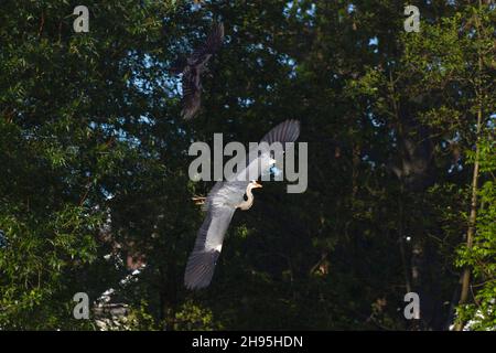 Heron gris, (Ardea cinerea), étant chassé par le corbeau de Carrion, (Corvus corone), Basse-Saxe, Allemagne Banque D'Images