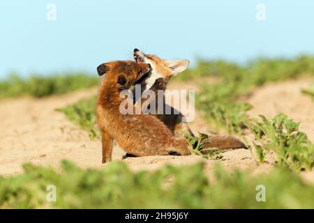 Renard roux européen (Vulpes vulpes), deux petits jouant à la lutte sur le terrain, Basse-Saxe, Allemagne Banque D'Images