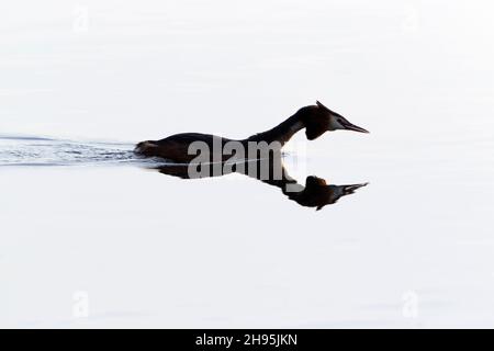 Grand grebe à crête, (Podiceps cristatus), silhouette d'adulte nageant à travers le lac, Basse-Saxe, Allemagne Banque D'Images