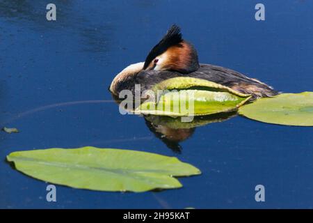 Grand grebe à crête, (Podiceps cristatus), adulte reposant avec la facture nichée dans les plumes, sur le lac, Basse-Saxe, Allemagne Banque D'Images