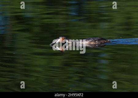 Grand grebe à crête, (Podiceps cristatus), oiseau mâle nageant à travers le lac avec la tête canalisée dans l'exposition de navires d'audience, sur le lac, Basse-Saxe, Allemagne Banque D'Images