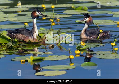 Grand grebe à crête, (Podiceps cristatus), femelle sur nid avec matériel de nid dans le projet de loi donné par le mâle, sur le lac, Basse-Saxe, Allemagne Banque D'Images