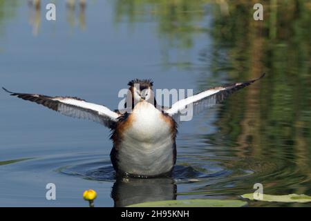 Grand grebe à craquer, (Podiceps cristatus), levé et flanquant ses ailes, sur le lac, Basse-Saxe, Allemagne Banque D'Images