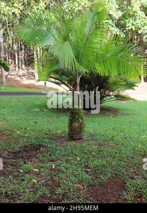 Une bouteille de palmier avec son tronc recouvert de mousse dans un parc à Kilauea, Kauai, Hawaii Banque D'Images