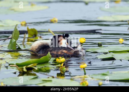 Grand grebe à crête, (Podiceps cristatus), se prêtant, sur le lac, Basse-Saxe,Allemagne Banque D'Images