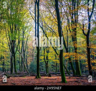 Jour d'automne ensoleillé dans la forêt entre Putten et Ermelo, pays-Bas Banque D'Images