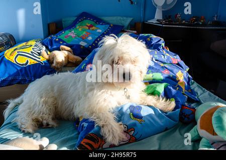 Un cavapoo chien assis sur le lit d'un enfant Banque D'Images