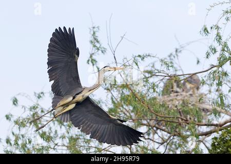 Héron gris, (Ardea cinerea), adulte en vol avec du matériel de nid, sur le point d'atterrir à la rookerie, Basse-Saxe, Allemagne Banque D'Images