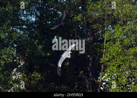 Heron gris, (Ardea cinerea), étant chassé par le corbeau de Carrion, (Corvus corone), Basse-Saxe, Allemagne Banque D'Images