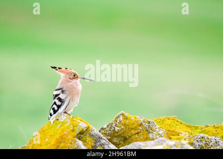 Upupa Epops - le hoopoe est une espèce d'oiseau bucerotiforme de la famille des Upupidae. Banque D'Images