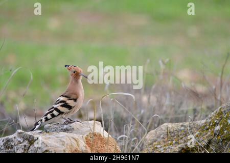 Upupa Epops - le hoopoe est une espèce d'oiseau bucerotiforme de la famille des Upupidae. Banque D'Images