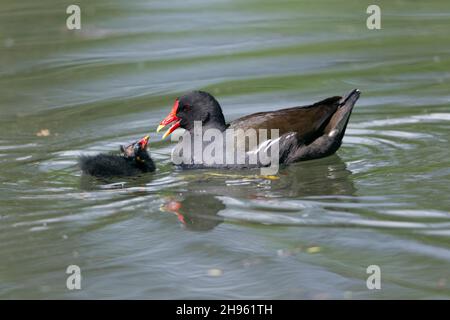 Moorhen, (Gallinula chloropus), poussin d'oiseau parent, sur le lac, Basse-Saxe, Allemagne Banque D'Images