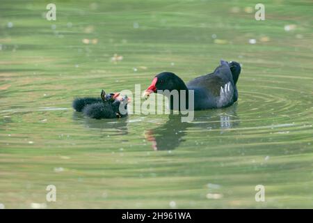 Moorhen, (Gallinula chloropus), oiseau parent nourrissant deux poussins, sur le lac, Basse-Saxe, Allemagne Banque D'Images