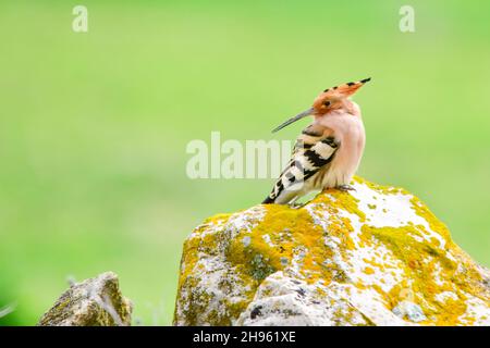 Upupa Epops - le hoopoe est une espèce d'oiseau bucerotiforme de la famille des Upupidae. Banque D'Images