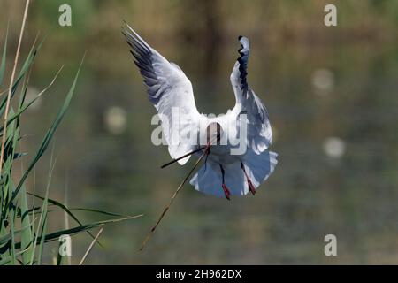 Goéland à tête noire, en vol, avec matériel de nid à Bill, Basse-Saxe, Allemagne (Larus ridibungis) Banque D'Images