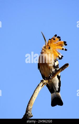 Upupa Epops - le hoopoe est une espèce d'oiseau bucerotiforme de la famille des Upupidae. Banque D'Images