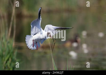 Goéland à tête noire, en vol, avec matériel de nid à Bill, Basse-Saxe, Allemagne (Larus ridibungis) Banque D'Images