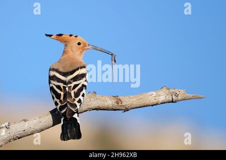 Upupa Epops - le hoopoe est une espèce d'oiseau bucerotiforme de la famille des Upupidae. Banque D'Images