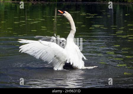 Mute Swan (Cygnus olor), dans le lac, alevinage hors de l'eau, flapping ses ailes et appelant, imposant, Basse-Saxe, Allemagne Banque D'Images