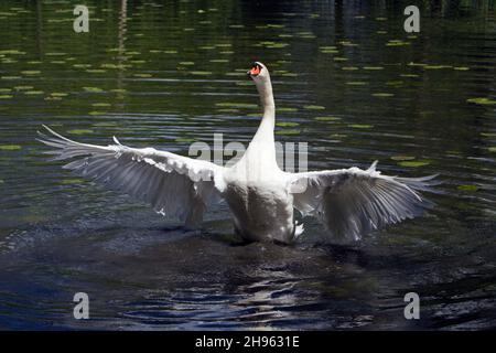 Mute Swan (Cygnus olor), dans le lac, alevinage hors de l'eau, flapping ses ailes, imposant, Basse-Saxe, Allemagne Banque D'Images