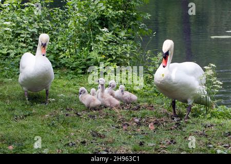 Mute Swan (Cygnus olor), famille au bord du lac, Basse-Saxe, Allemagne Banque D'Images