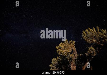 Ciel nocturne avec la galaxie Milkyway sur de petits arbustes d'arbres vus d'Anakao, Madagascar, Croix du Sud ou constellation de croûtes visibles près de Carina Nebula Banque D'Images