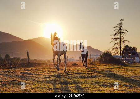 Cheval arabe blanc courant sur le champ d'herbe un autre brun derrière, le soleil de l'après-midi brille en arrière-plan Banque D'Images