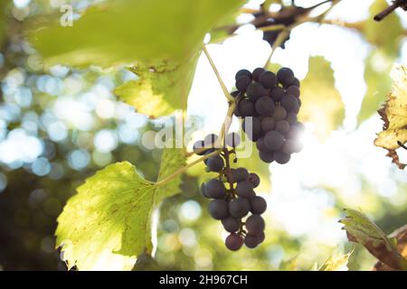 Lumière du soleil brillant à travers des grappes de raisins bleues dans un vignoble Banque D'Images