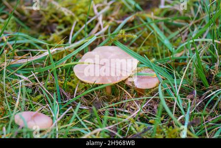 Gros plan du champignon de champ (Agaricus campestris) Banque D'Images