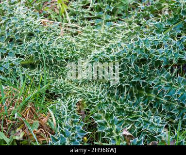 Un chardon nain (Cirsium acule) dans un profil de couronne plate qui pousse dans la plaine de Salisbury, Wiltshire Banque D'Images