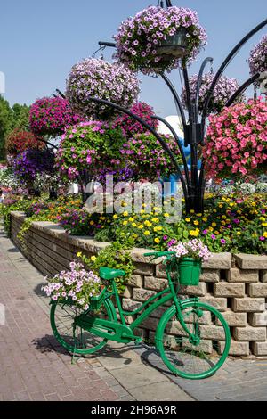 Paniers suspendus et vélo planté de pétunias au Dubai Miracle Garden Banque D'Images