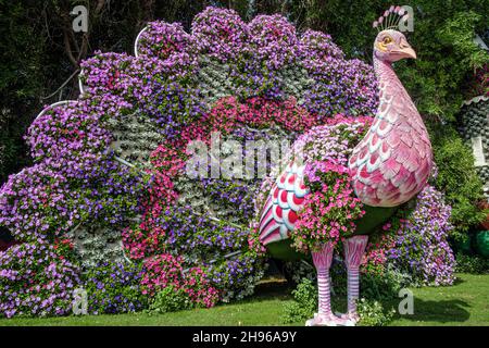 Un paon floral couvert de pétunias au Dubai Miracle Garden Banque D'Images