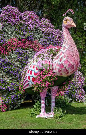 Un paon floral couvert de pétunias au Dubai Miracle Garden Banque D'Images