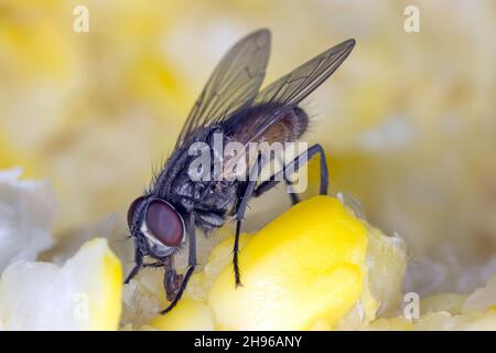 La mouche de la maison Musca domestica.Insecte commun et lourd dans les maisons Banque D'Images