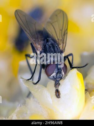 La mouche de la maison Musca domestica.Insecte commun et lourd dans les maisons Banque D'Images