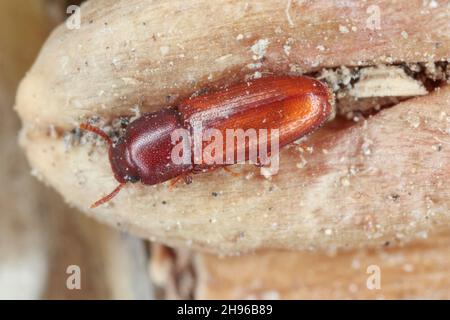 Le Palorus subdepressus est une espèce de dendroctone de la famille des Tenebrionidae, les dendroctone du dard.Coléoptère sur le grain de blé. Banque D'Images