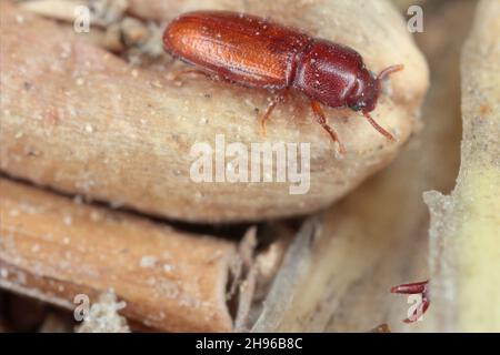 Le Palorus subdepressus est une espèce de dendroctone de la famille des Tenebrionidae, les dendroctone du dard.Coléoptère sur le grain de blé. Banque D'Images