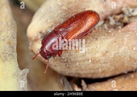 Le Palorus subdepressus est une espèce de dendroctone de la famille des Tenebrionidae, les dendroctone du dard.Coléoptère sur le grain de blé. Banque D'Images