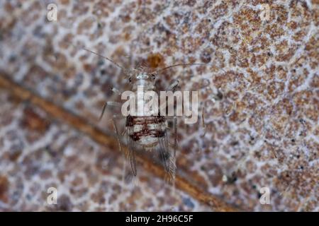 Psocoptera ailé appelé aussi booklice, barklice ou barkflies Dorypteryx domestica Banque D'Images