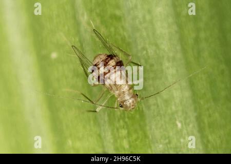 Psocoptera ailé appelé aussi booklice, barklice ou barkflies Dorypteryx domestica Banque D'Images