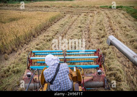 Saraburi, Saraburi, Thaïlande.1er décembre 2021.Un cultivateur de riz utilise une moissonneuse-batteuse pour récolter du riz à Saraburi, en Thaïlande.(Image de crédit : © Andre Malerba/ZUMA Press Wire) Banque D'Images