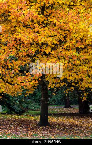 Tulipe, Liriodendron tulipifera, en or d'automne à Green Lake Park, Seattle, État de Washington, États-Unis Banque D'Images