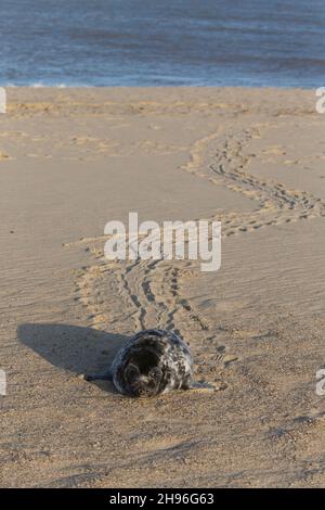 Phoque gris (Halichoerus grypus) un petit de 5-6 semaines se déplaçant sur la plage en laissant des pistes dans le sable, Horsey, Norfolk, Angleterre, décembre Banque D'Images