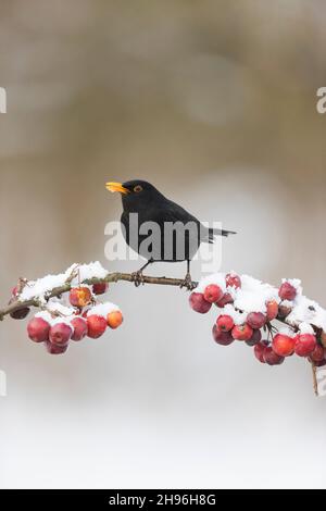 Oiseau noir commun (Turdus merula) adulte mâle perché sur une branche de pomme de crabe enneigée, Suffolk, Angleterre, février Banque D'Images
